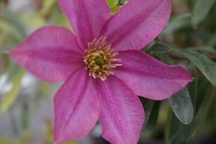 Clematis 'Yokihi'