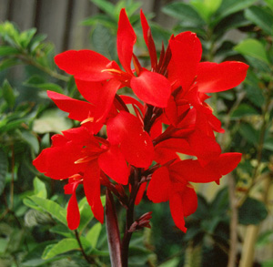 Canna 'Red Futurity'