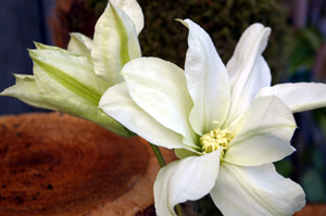 Clematis 'Alabast'