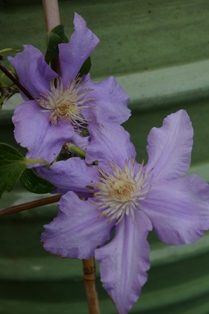 Clematis ANGELIQUE