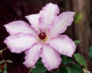 Clematis CLAIR DE LUNE