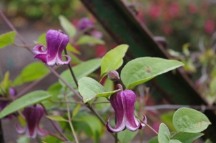 Clematis 'Kasumi no kimi'