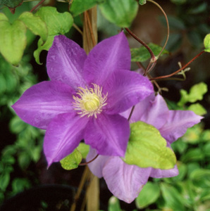 Clematis 'Ken Donson'