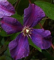 Clematis 'Polish Spirit'