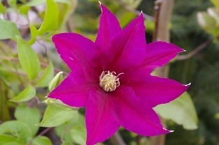 Clematis 'Red Pearl'