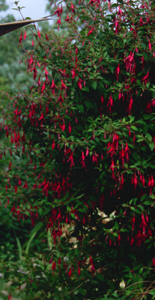 Fuchsia 'June Bride' (red)