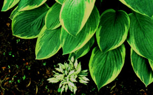 Hosta 'Masquerade'