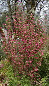 Ribes sanguineum 'Pulborough Scarlet'